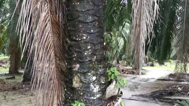 Footage Asplenium Nidus Growing Found Palm Oil Plantation — Stock Video