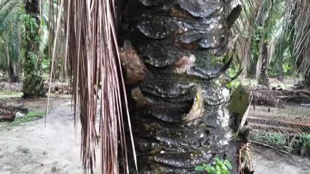 Footage Asplenium Nidus Growing Found Palm Oil Plantation — Stock Video
