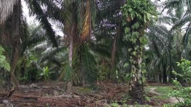 Imagens Nidus Asplenium Crescendo Encontrado Plantação Óleo Palma — Vídeo de Stock