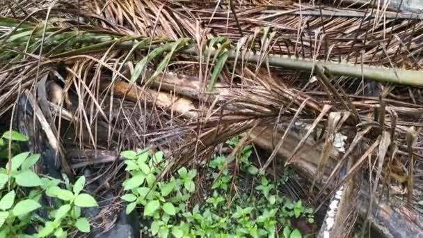 Aufnahmen Vom Anbau Von Aplenium Nidus Auf Der Palmölplantage — Stockvideo