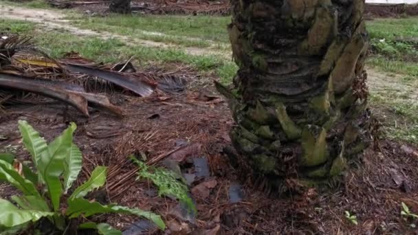 Materiał Filmowy Uprawy Nidus Asplenium Znaleziony Plantacji Oleju Palmowego — Wideo stockowe