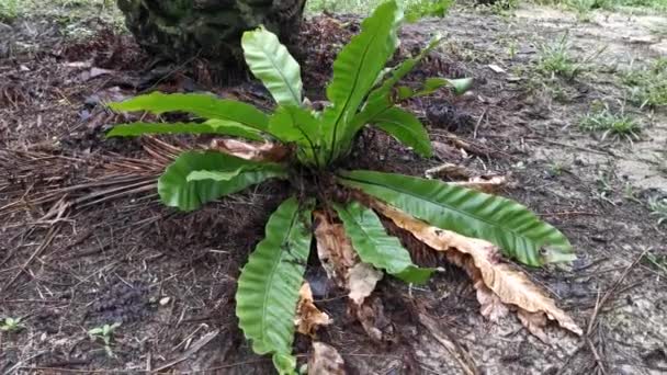 Záběry Pěstování Asplenia Nidus Nalezené Plantáži Palmového Oleje — Stock video