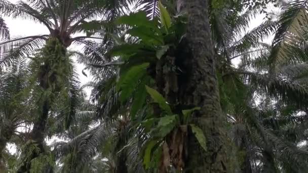 在棕榈油种植园发现的生长的灵芝的片段 — 图库视频影像