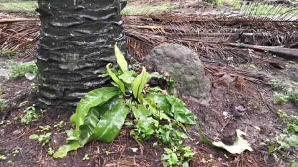 Imagens Nidus Asplenium Crescendo Encontrado Plantação Óleo Palma — Vídeo de Stock