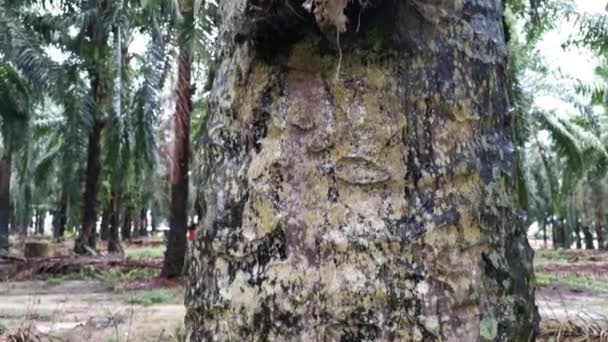 Imagens Nidus Asplenium Crescendo Encontrado Plantação Óleo Palma — Vídeo de Stock