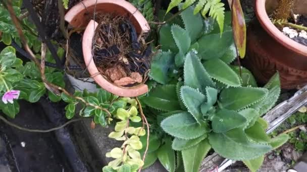 Imágenes Planta Hojas Bryophyllum Pinnatum — Vídeo de stock