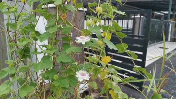 Filmato Della Pianta Selvatica Passiflora Foetida All Aperto — Video Stock