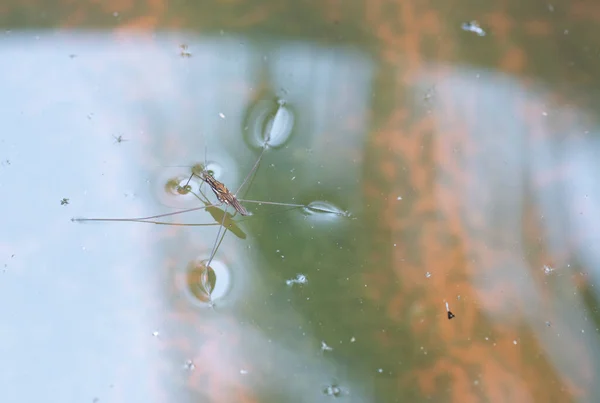 浮在水面上的涉水昆虫 — 图库照片