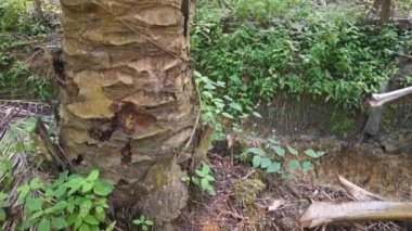 Eski harap olmuş ahşap barakanın görüntüsü. Yağ palmiyesinin içinde terk edilmiş..