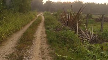 Palm Plantation kırsalındaki Golden Hour sahnesinin görüntüleri..