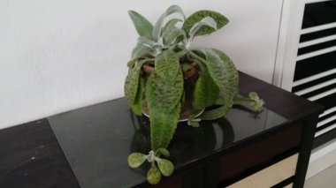 Potty kalanchoe gastonis-bonnieri sulu ev bitkisinin görüntüleri.. 
