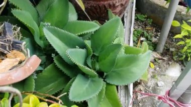 Bryophyllum pinnatum yapraklı bitkinin görüntüleri..