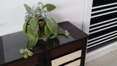 Potty kalanchoe gastonis-bonnieri sulu ev bitkisinin görüntüleri.. 