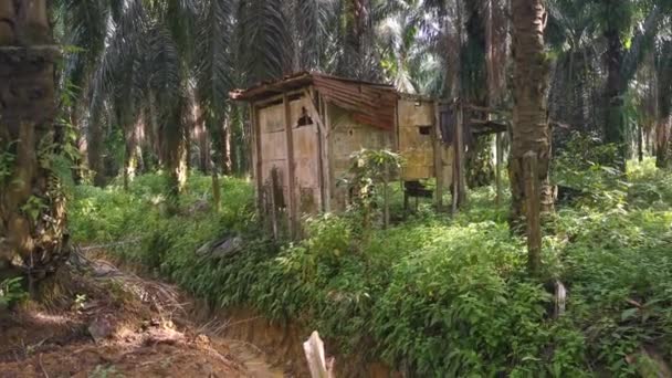 Aufnahmen Des Alten Baufälligen Holzschuppens Der Ölpalmenplantage — Stockvideo