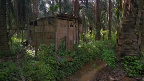 Záběry Staré Zchátralé Dřevěné Kůlny Opuštěné Uvnitř Palmové Plantáže Oleje — Stock video