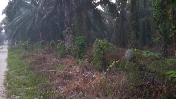 Imágenes Escena Hora Dorada Campo Plantación Palmeras — Vídeo de stock