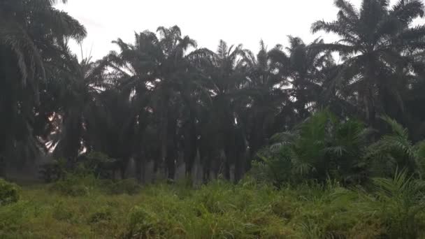 Filmaufnahmen Von Der Goldenen Stunde Der Landschaft Der Palmenplantagen — Stockvideo