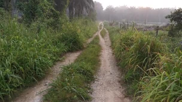 Bilder Från Den Gyllene Timmen Palmplantage Landsbygden — Stockvideo