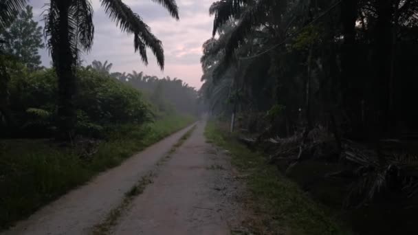 Imágenes Escena Hora Dorada Campo Plantación Palmeras — Vídeo de stock