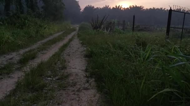 Imágenes Escena Hora Dorada Campo Plantación Palmeras — Vídeo de stock