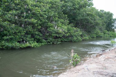 Macaca fascicularis maymunlarının faaliyeti.