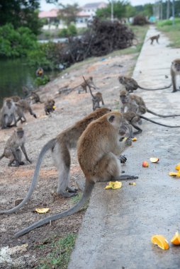 Macaca fascicularis maymunlarının faaliyeti.