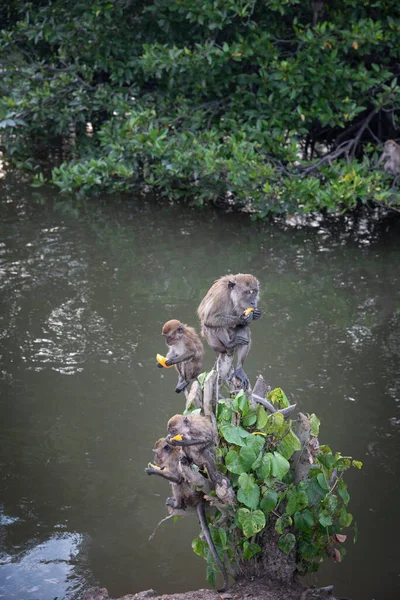 Aktivitas Kelompok Monyet Fasikularis Macaca — Stok Foto