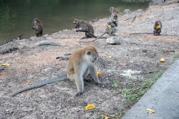 Działalność Grupy Małp Macaca Fascicularis — Zdjęcie stockowe