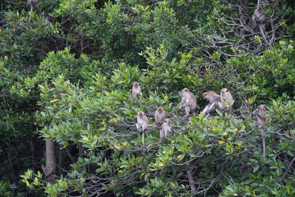 Działalność Grupy Małp Macaca Fascicularis — Zdjęcie stockowe