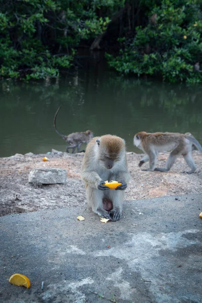 Aktivitas Kelompok Monyet Fasikularis Macaca — Stok Foto