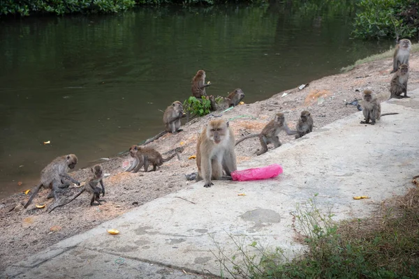 Activité Groupe Des Macaques Fasciculaires — Photo