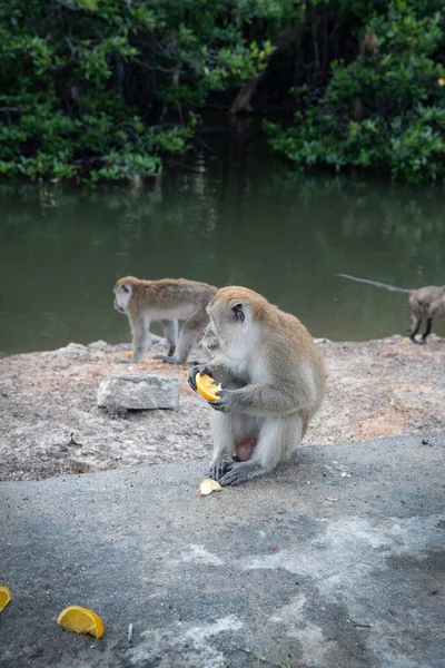 Activité Groupe Des Macaques Fasciculaires — Photo
