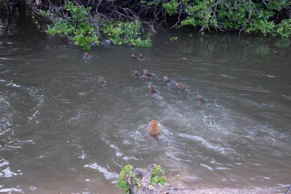 Actividad Del Grupo Monos Macaca Fascicularis — Foto de Stock