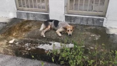 Bir buçuk metrelik yolda yaşlı ve pis bir sokak köpeğinin görüntüleri..