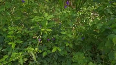 Yol kenarındaki vahşi çalılıkların, stachytarpheta jamaicensis bitkisinin görüntüleri.