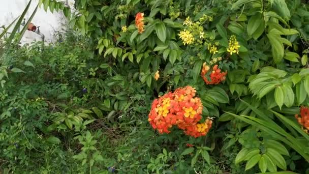 Imágenes Colorida Flor Bauhinia Kockiana — Vídeos de Stock