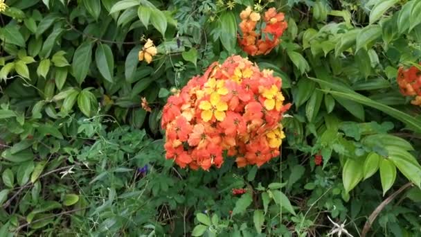 Footage Colorful Bauhinia Kockiana Flower — Stock Video