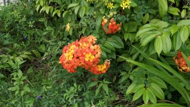 Bilder Färgglada Bauhinia Kockiana Blomma — Stockvideo