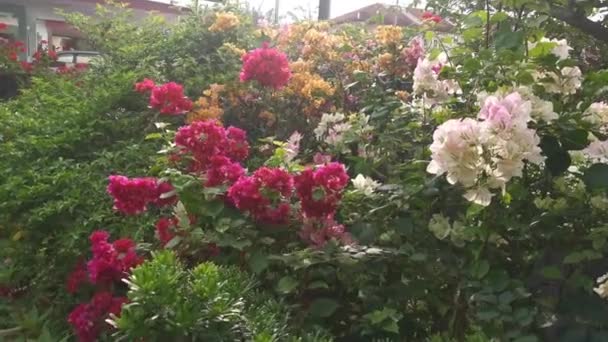 Rekaman Berwarna Warni Bunga Bougainvillea Tumbuh Taman — Stok Video