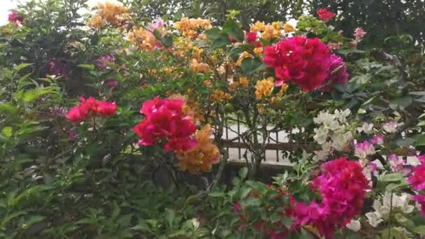 Rekaman Berwarna Warni Bunga Bougainvillea Tumbuh Taman — Stok Video