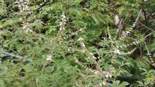 Aufnahmen Der Einzelnen Wespen Oder Bienen Die Auf Der Buddleja — Stockvideo