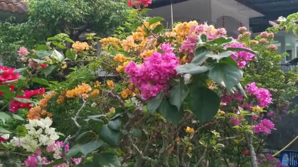 Materiał Filmowy Kolorowych Kwiatów Bougainvillea Rosnących Ogrodzie — Wideo stockowe