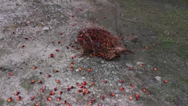 Escena Imágenes Del Racimo Caído Fruta Aceite Palma Plantación — Vídeos de Stock