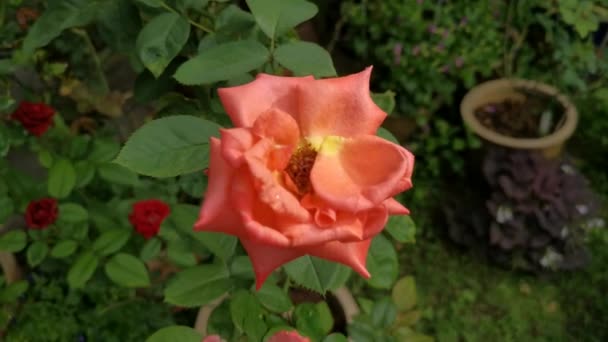 아름다운 오렌지 Rosa Chinensis Jacq — 비디오