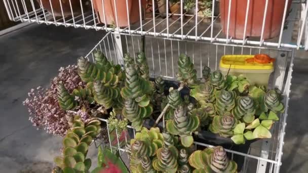 Záběry Odrůd Malých Šťavnatých Kaktusových Pokojových Rostlin Stojanu — Stock video
