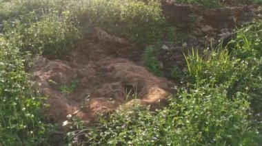 Ağaçların kuruyup yakılmak üzere kesildiği yer olan yağ palmiyesi arazisinin arazi temizliği görüntüleri..