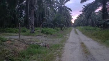 Palm Plantation kırsalında sabahın erken saatlerinde gökyüzünün manzara görüntüleri..