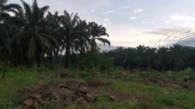 Palm Plantation kırsalında sabahın erken saatlerinde gökyüzünün manzara görüntüleri..