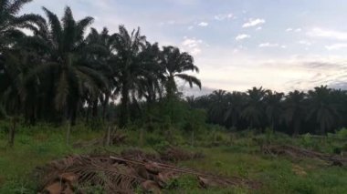 Palm Plantation kırsalında sabahın erken saatlerinde gökyüzünün manzara görüntüleri..