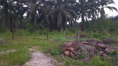 Palm Plantation kırsalında sabahın erken saatlerinde gökyüzünün manzara görüntüleri..